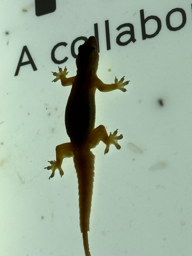 Flat-tailed House Gecko