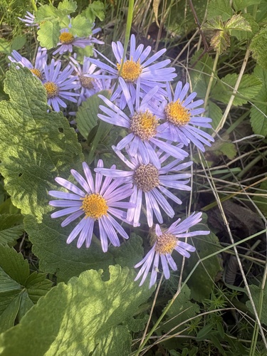 Italian Aster