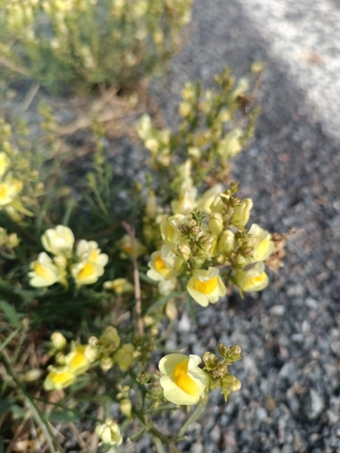 common toadflax