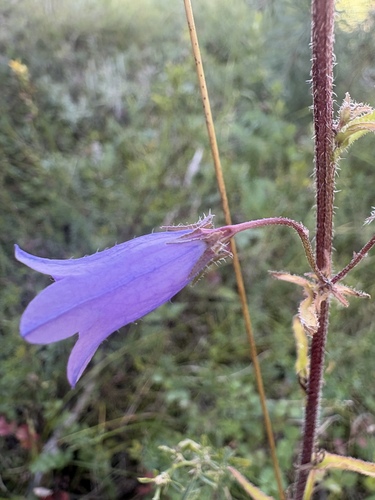 Siberian Bellflower