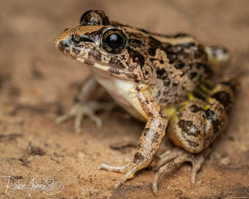 Paddy Field Frog