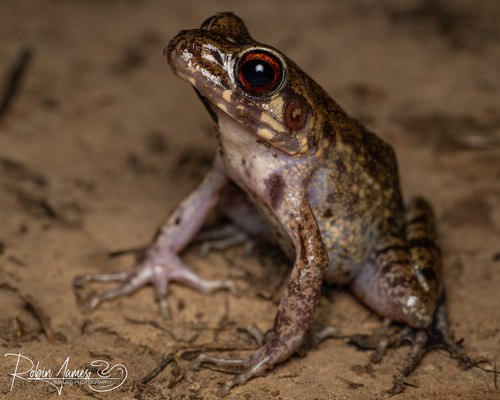 Rough-sided frog