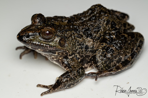 Crab-eating Frog