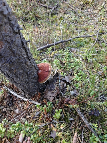 Red-banded Polypore