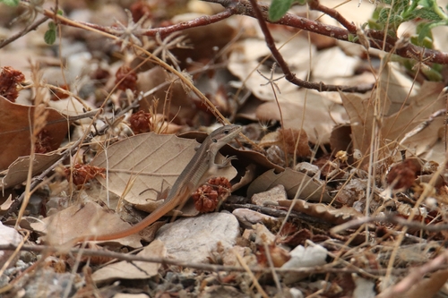 Large Psammodromus