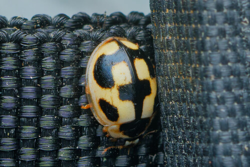 Turtle Vein Lady Beetle