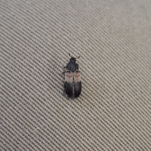 Larder Beetle