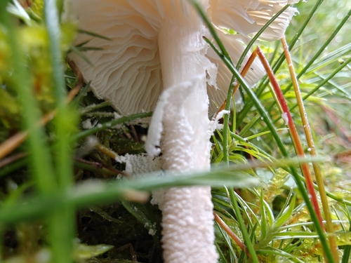Pearly Powdercap