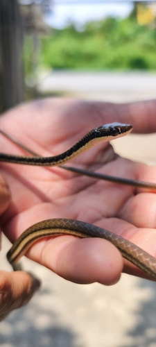 Painted Bronzeback