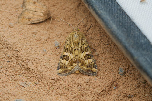 Spotted Clover