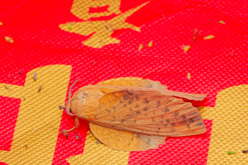 poplar lappet