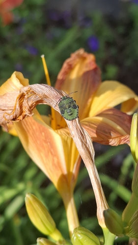 Green Shield Bug