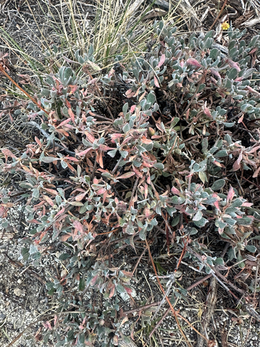 sulfur buckwheat