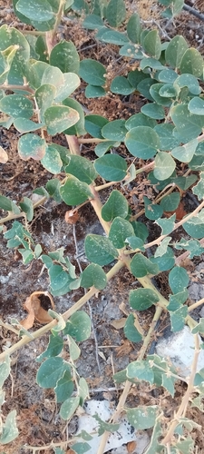 Caper Bush