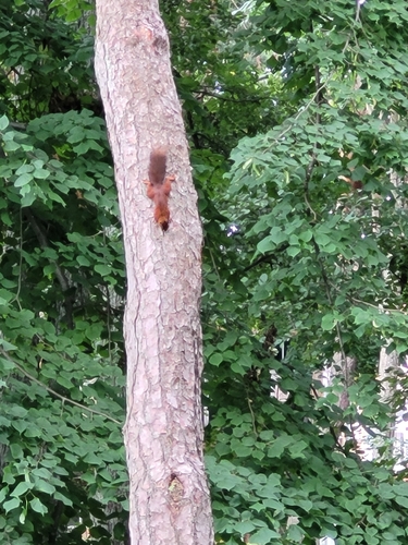 Eurasian Red Squirrel