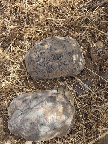 Greek Tortoise