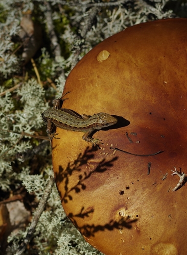 Viviparous Lizard
