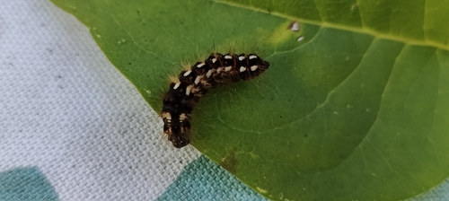 Knot Grass Moth