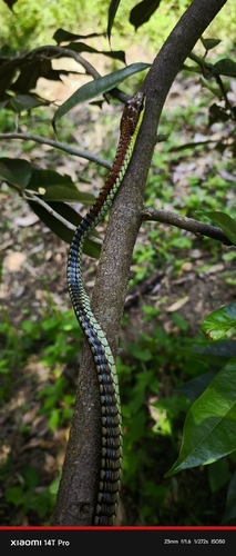 Kopstein's Bronzeback