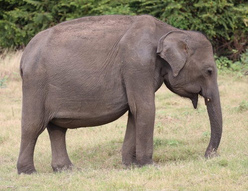 Sri Lankan Elephant