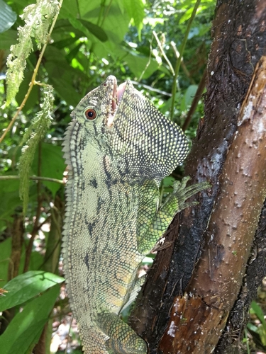 Abbott’s Anglehead Lizard