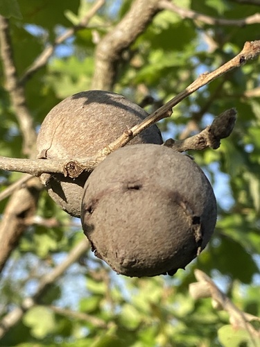Andricus quercustozae