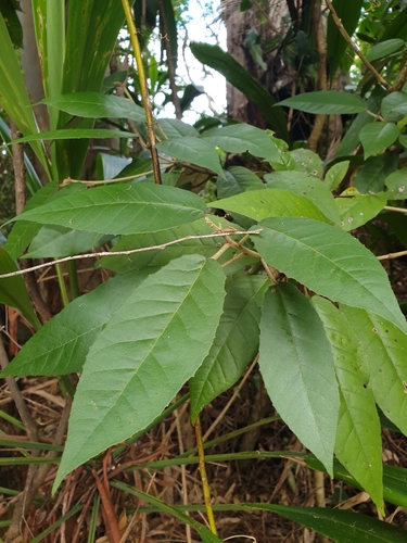 Croton stigmatosus