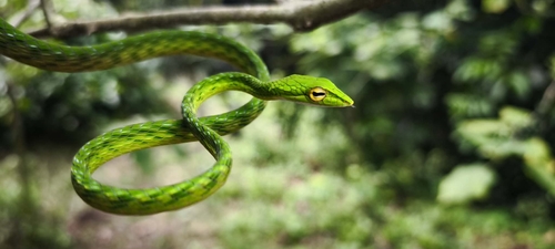 Malayan Whipsnake