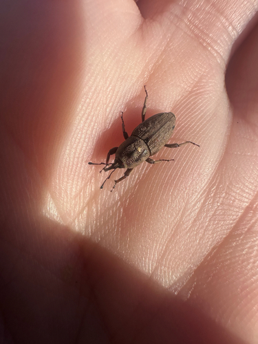 Hunting Billbug