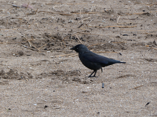Eurasian Jackdaw