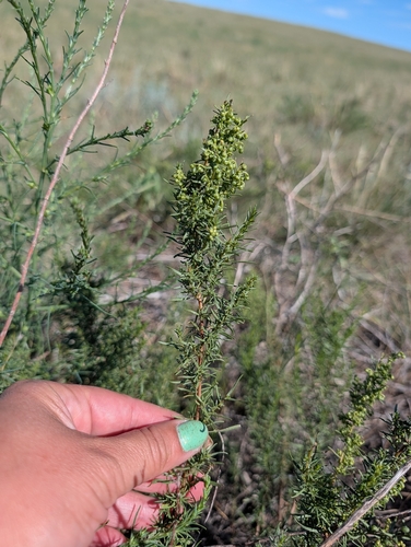 Tarragon