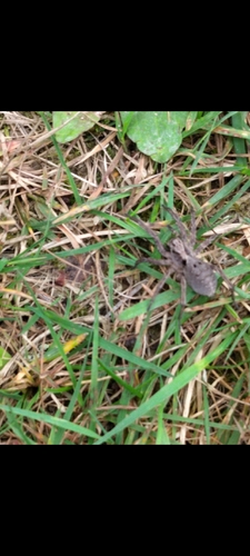 Alopecosa inquilina