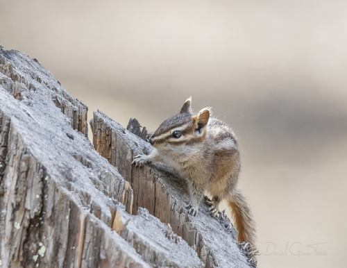 Sierra del Carmen Chipmunk