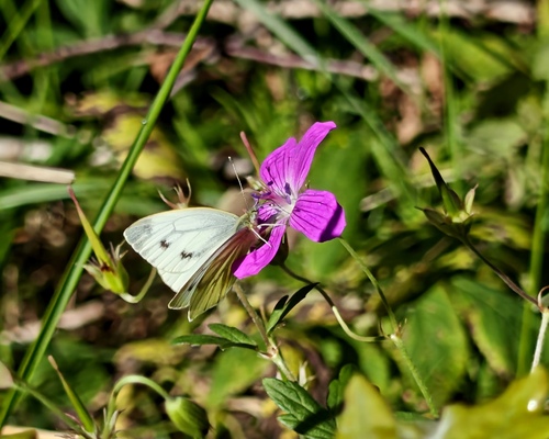 Green-veined White