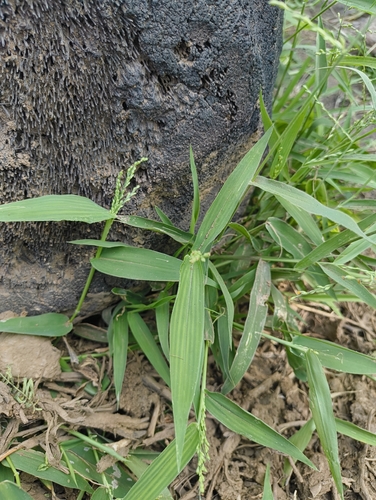 Sprawling Signalgrass