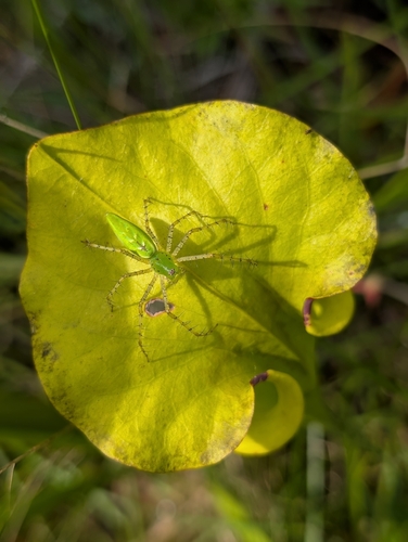 Green Lynx Spider