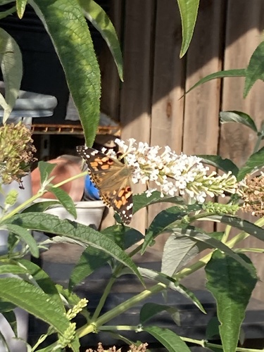 Painted Lady