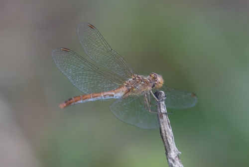 Southern Darter