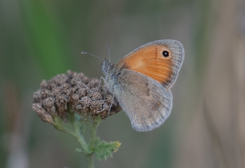 Small Heath