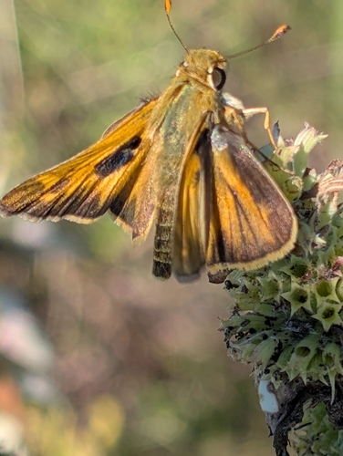 Huron Skipper