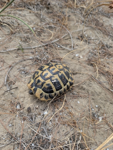 Hermann's Tortoise