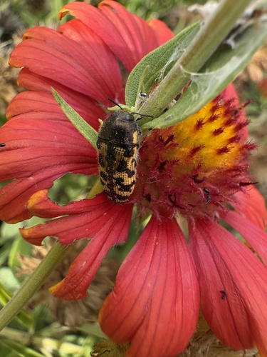Acmaeodera mixta