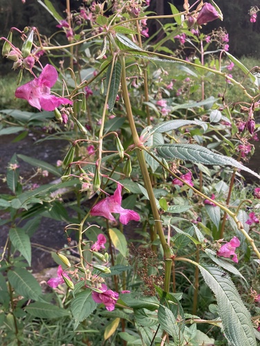 Himalayan balsam