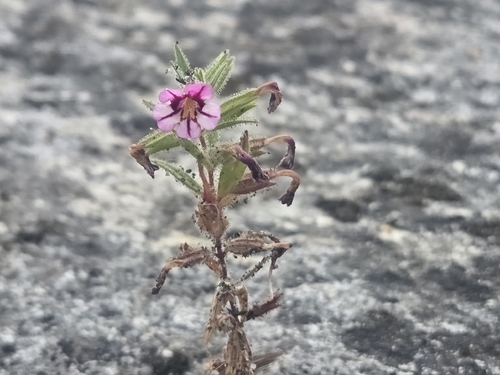 Granite-crack Monkeyflower