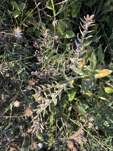 Brown Monkwort