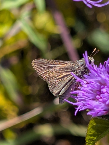 Dun Skipper