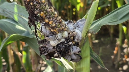 Corn Smut