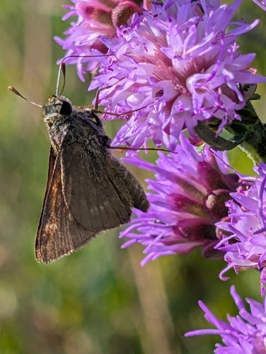 Tawny-edged Skipper