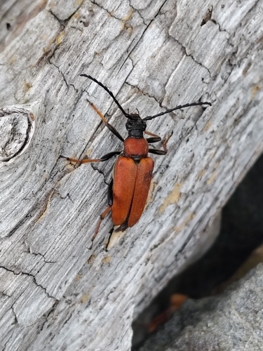 Red Pine Longhorn Beetle