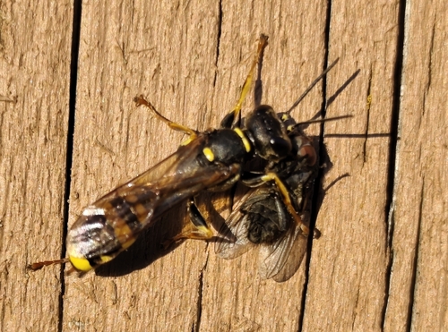 Field digger wasp